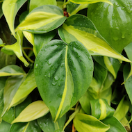 May Flowers Horticulture Installation 86